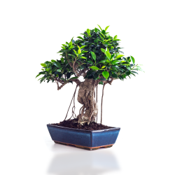 Boutique Bonsai Ficus Retusa 50 cm Sankaly Bonsai