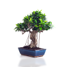 Boutique Bonsai Ficus Retusa 50 cm Sankaly Bonsai