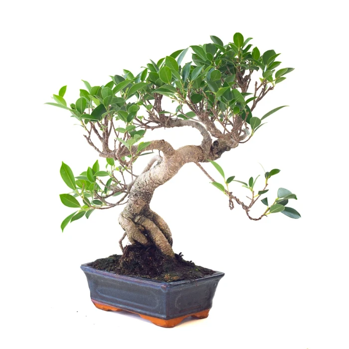 Achat Bonsai Ficus Retusa 42 cm Sankaly Bonsai FR261001MB