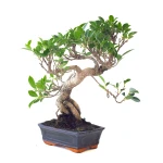 Achat Bonsai Ficus Retusa 42 cm Sankaly Bonsai FR261001MB