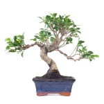 Achat Bonsai Ficus Retusa 32 cm Sankaly Bonsai