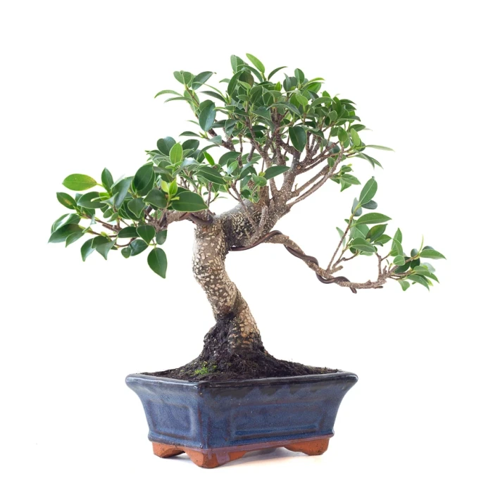 Acheter Bonsai Ficus Retusa 32 cm Sankaly Bonsai