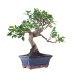 Acheter Bonsai Ficus Retusa 32 cm Sankaly Bonsai