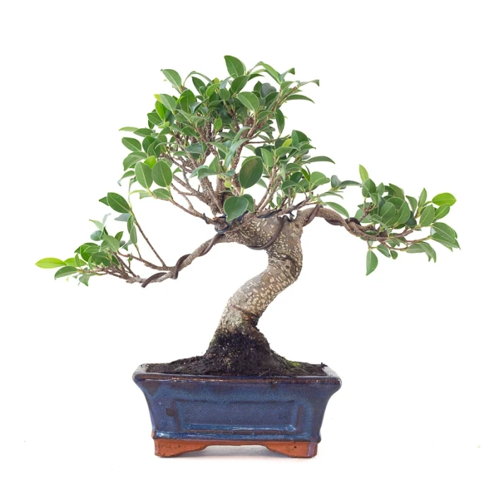 Vente Bonsai Ficus Retusa 32 cm Sankaly Bonsai