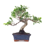 Vente Bonsai Ficus Retusa 32 cm Sankaly Bonsai