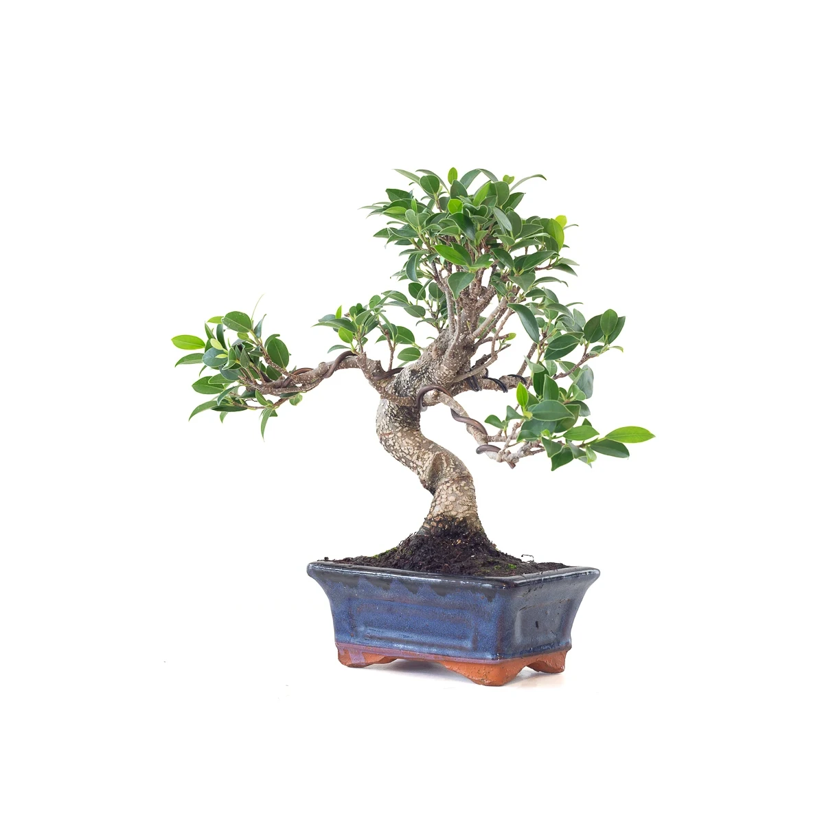 Vente de Bonsai Ficus Retusa 32 cm Sankaly Bonsai
