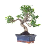 Vente de Bonsai Ficus Retusa 32 cm Sankaly Bonsai