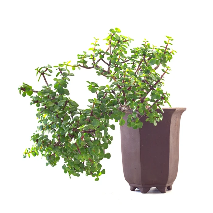 Achat Bonsai Portulacaria Cascade 40 cm Sankaly Bonsai