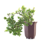 Achat Bonsai Portulacaria Cascade 40 cm Sankaly Bonsai