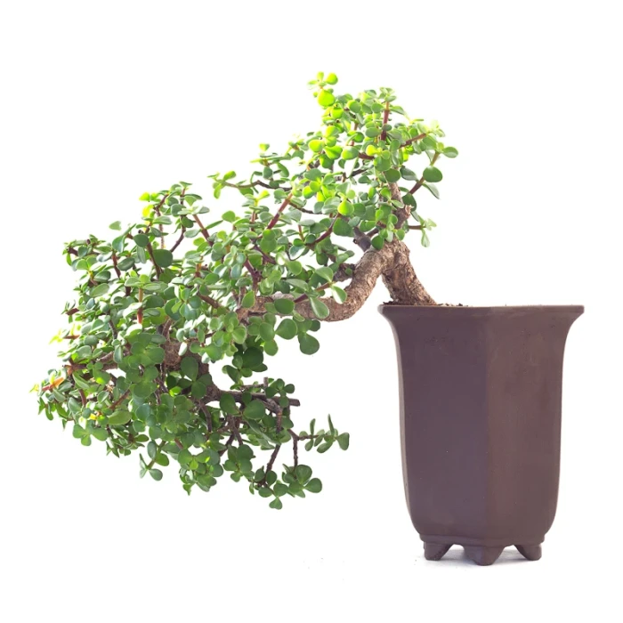 Acheter Bonsai Portulacaria Cascade 40 cm Sankaly Bonsai