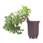Acheter Bonsai Portulacaria Cascade 40 cm Sankaly Bonsai