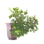 Achat Bonsai en ligne Portulacaria Cascade 40 cm Sankaly Bonsai