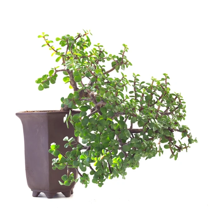 Vente de Bonsai Portulacaria Cascade 40 cm Sankaly Bonsai