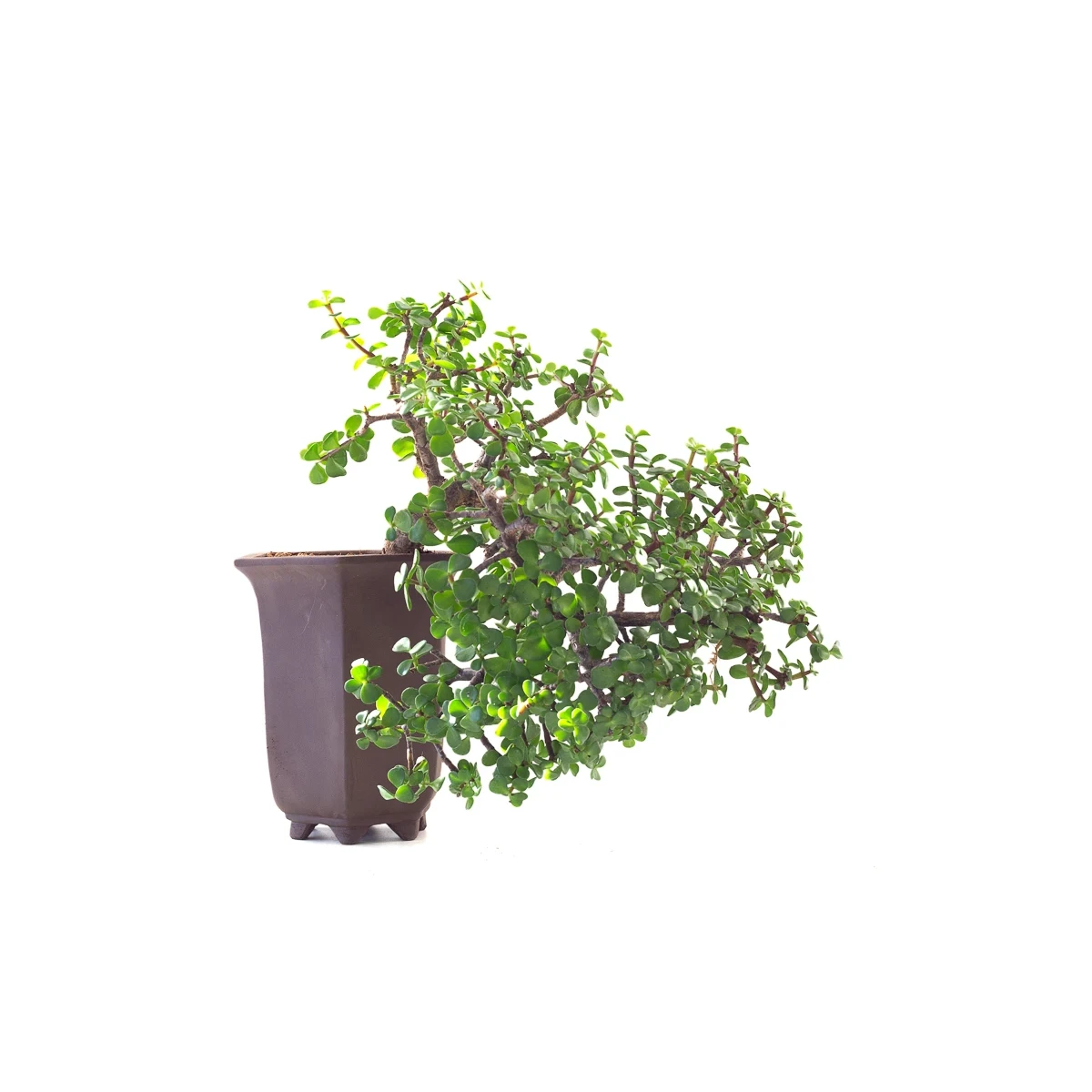 Vente de Bonsai Portulacaria Cascade 40 cm Sankaly Bonsai