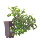 Vente de Bonsai Portulacaria Cascade 40 cm Sankaly Bonsai