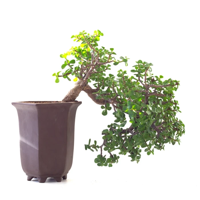 Acheter Bonsai en ligne Portulacaria Cascade 40 cm Sankaly Bonsai