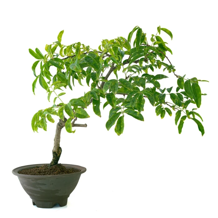 Achat Bonsai Glycine Wisteria Floribunda 55 cm Sankaly Bonsai