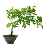 Achat Bonsai Glycine Wisteria Floribunda 55 cm Sankaly Bonsai