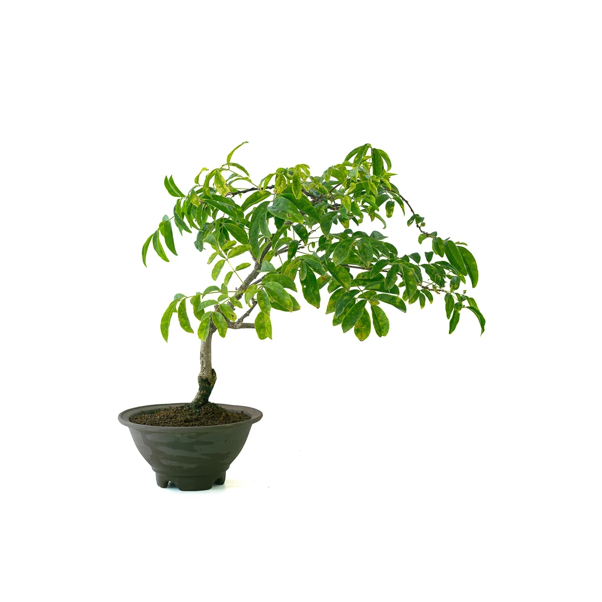 Vente Bonsai Glycine Wisteria Floribunda 55 cm Sankaly Bonsai