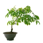 Vente Bonsai Glycine Wisteria Floribunda 55 cm Sankaly Bonsai