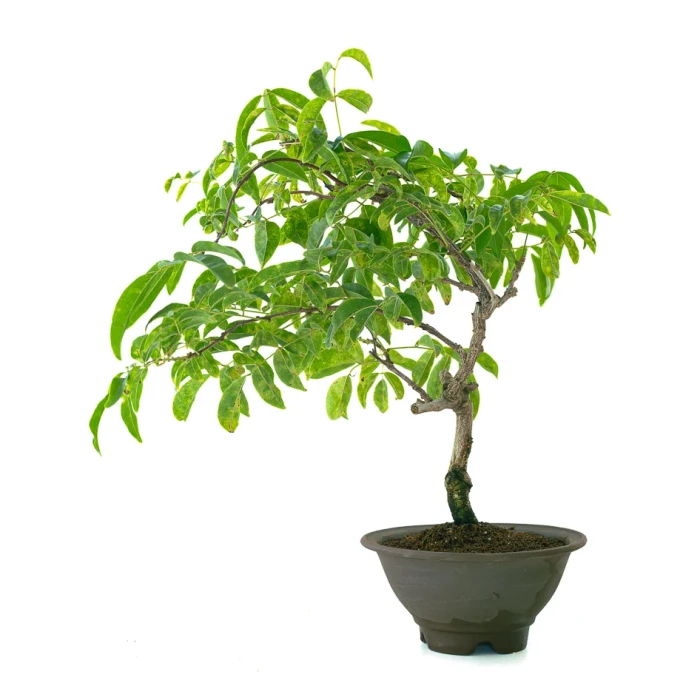 Acheter Bonsai Glycine Wisteria Floribunda 55 cm Sankaly Bonsai