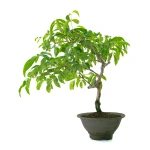 Acheter Bonsai Glycine Wisteria Floribunda 55 cm Sankaly Bonsai