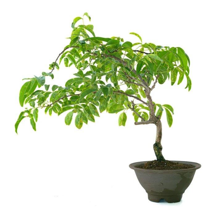 Vente en ligne Bonsai Glycine Wisteria Floribunda 55 cm Sankaly Bonsai