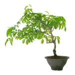Vente en ligne Bonsai Glycine Wisteria Floribunda 55 cm Sankaly Bonsai
