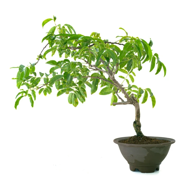 Achat en ligne Bonsai Glycine Wisteria Floribunda 55 cm Sankaly Bonsai