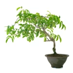 Achat en ligne Bonsai Glycine Wisteria Floribunda 55 cm Sankaly Bonsai