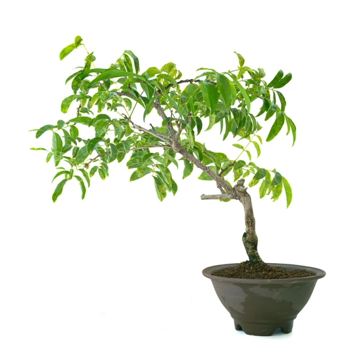 Acheter en ligne Bonsai Glycine Wisteria Floribunda 55 cm Sankaly Bonsai