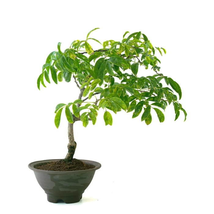 Acheter un Bonsai Glycine Wisteria Floribunda 55 cm Sankaly Bonsai