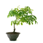 Acheter un Bonsai Glycine Wisteria Floribunda 55 cm Sankaly Bonsai
