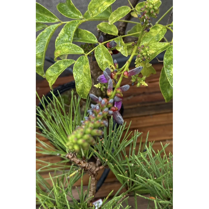 Fleurs Bonsai Glycine Wisteria Floribunda Sankaly Bonsai