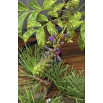 Fleurs Bonsai Glycine Wisteria Floribunda Sankaly Bonsai