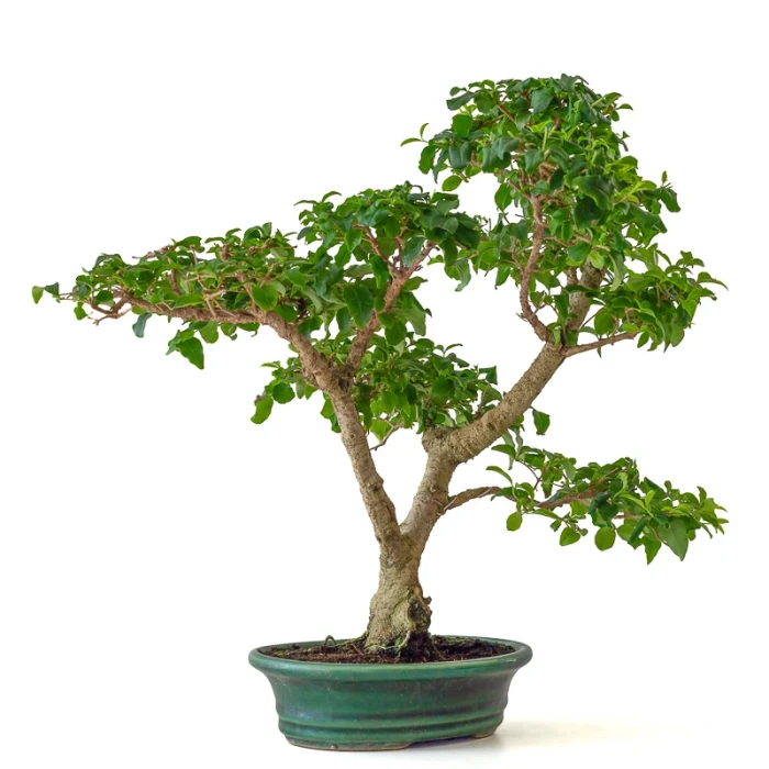 Achat Bonsai Ligustrum Indonésien 40 cm Sankaly Bonsai 261001