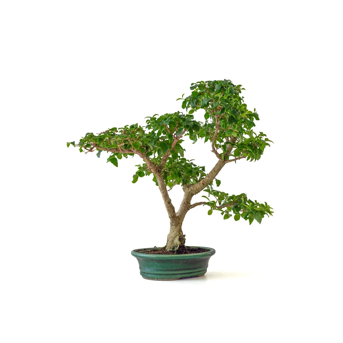 Achat Bonsai Ligustrum Indonésien 40 cm Sankaly Bonsai 261001
