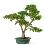 Achat Bonsai Ligustrum Indonésien 40 cm Sankaly Bonsai 261001
