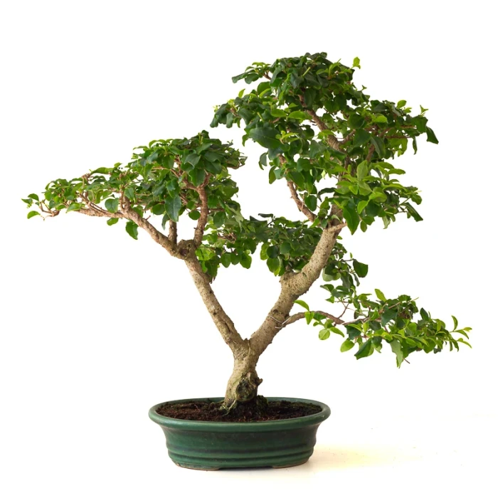 Vente Bonsai Ligustrum Indonésien 40 cm Sankaly Bonsai 261001