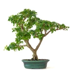 Acheter Bonsai Ligustrum Indonésien 40 cm Sankaly Bonsai 261001