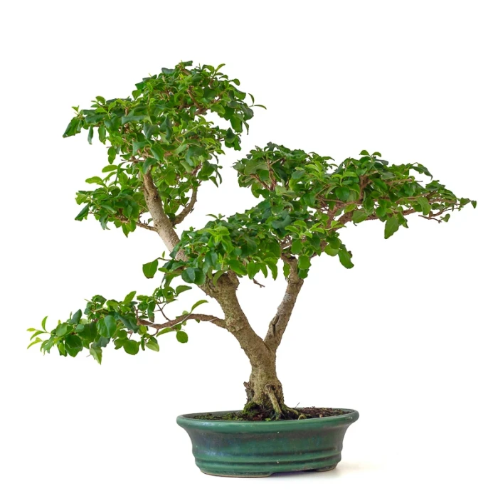 Acheter en ligne  Bonsai Ligustrum Indonésien 40 cm Sankaly Bonsai 261001