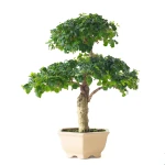 Acheter Bonsai Ligustrum Indonésien 45 cm Sankaly Bonsai 261002