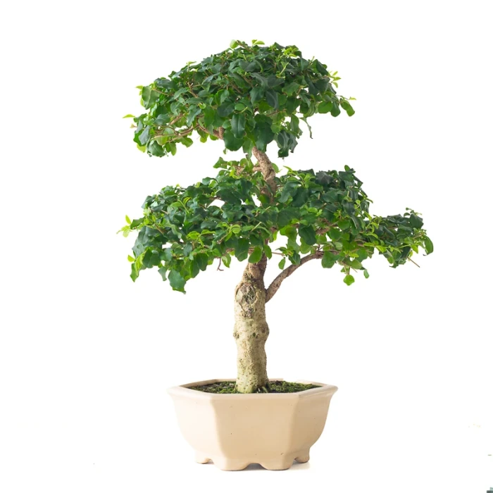 Acheter en ligne Bonsai Ligustrum Indonésien 45 cm Sankaly Bonsai 261002