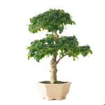 Acheter en ligne Bonsai Ligustrum Indonésien 45 cm Sankaly Bonsai 261002