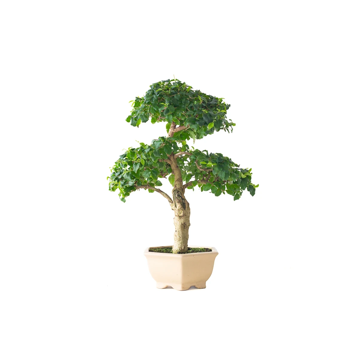 Achat Bonsai Ligustrum Indonésien 45 cm Sankaly Bonsai 261002