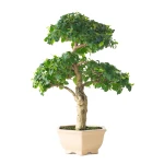 Achat Bonsai Ligustrum Indonésien 45 cm Sankaly Bonsai 261002
