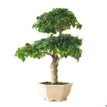 Vente Bonsai Ligustrum Indonésien 45 cm Sankaly Bonsai 261002