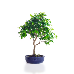 Vente de Bonsai Prunier de Java 48 cm Sankaly Bonsai