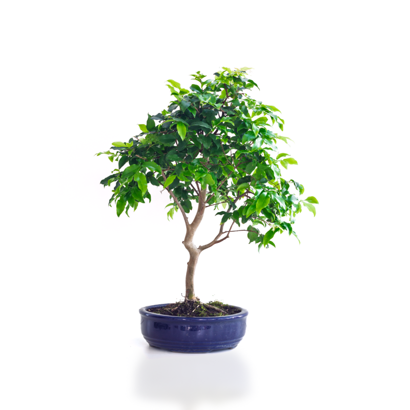 Vente de Bonsai Prunier de Java 48 cm Sankaly Bonsai