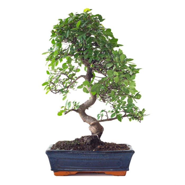 Vente Bonsai Orme de Chine 50 cm Sankaly Bonsai ORM261010MB